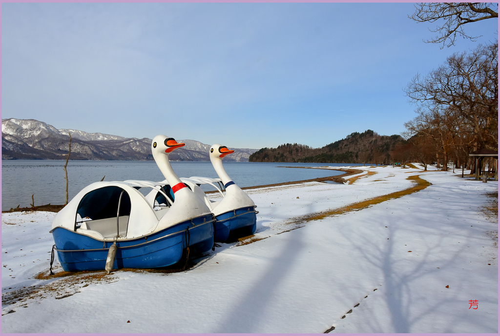 ＠　　　夫婦白鳥