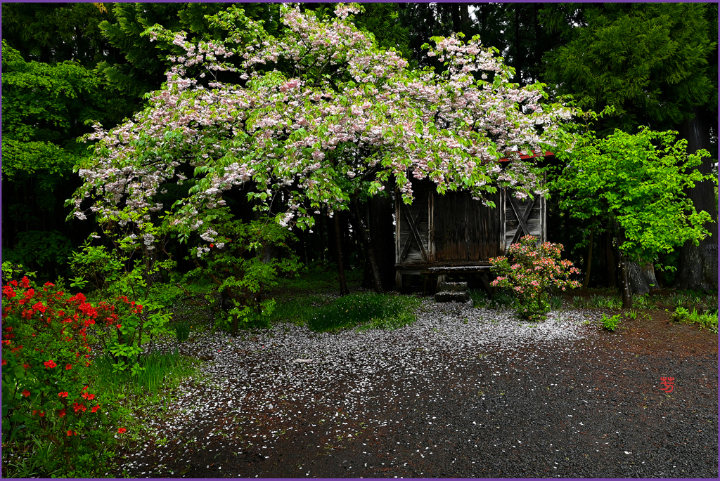 「古堂の八重桜」