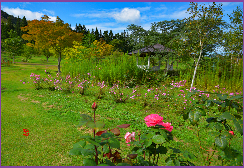 青空の薔薇園Ⅱ