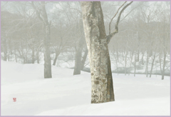 八甲田山.ブナ林の霧晴れ