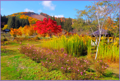 「ローズ.エンペラー」