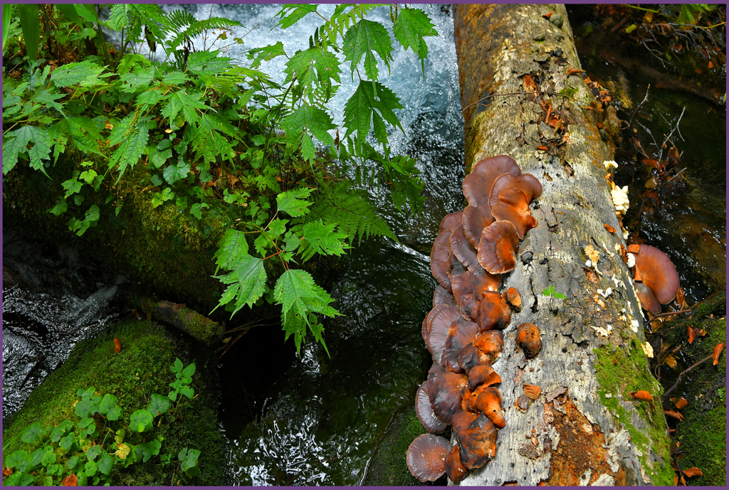 「ツキヨタケ」