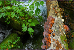 「ツキヨタケ」