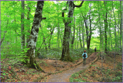 「新緑のブナ小路 4」