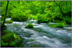 奥入瀬.万緑の清流　