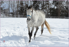 まきば雪晴　Ⅲ