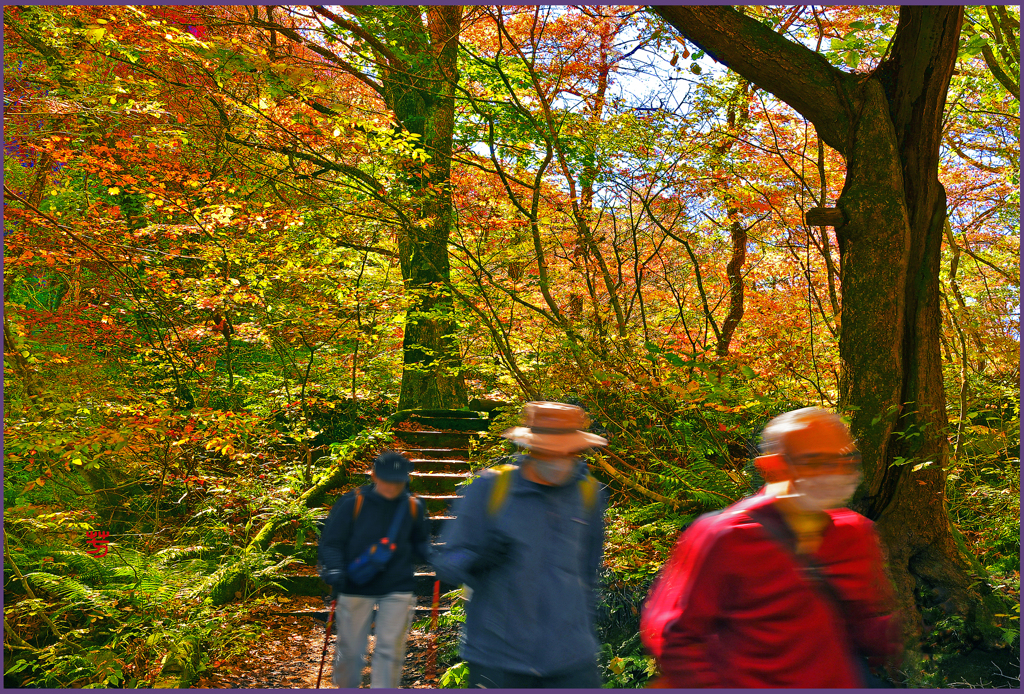 「奥入瀬遊歩道」4