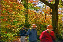 「奥入瀬遊歩道」4