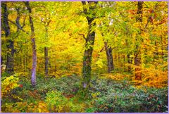 「黄葉最前線」 「黄葉最前線」