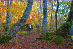 「奥入瀬遊歩道」2