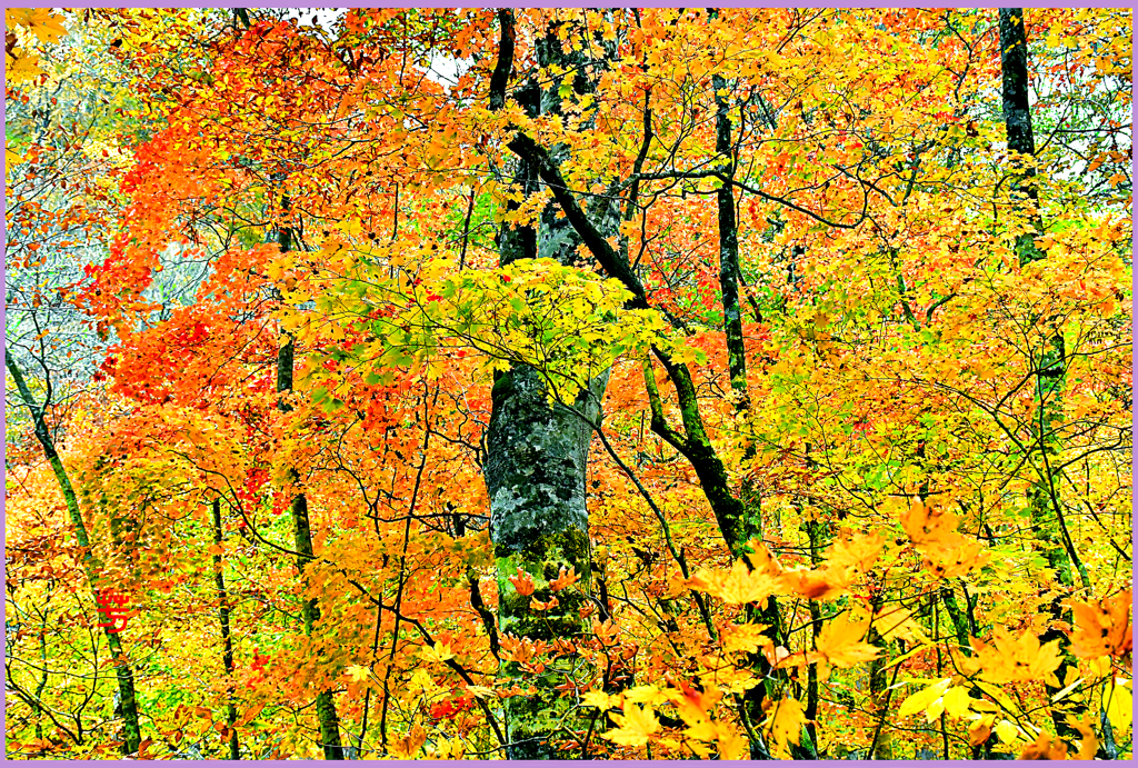 ＠ブナ林.大紅葉