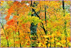 ＠ブナ林.大紅葉