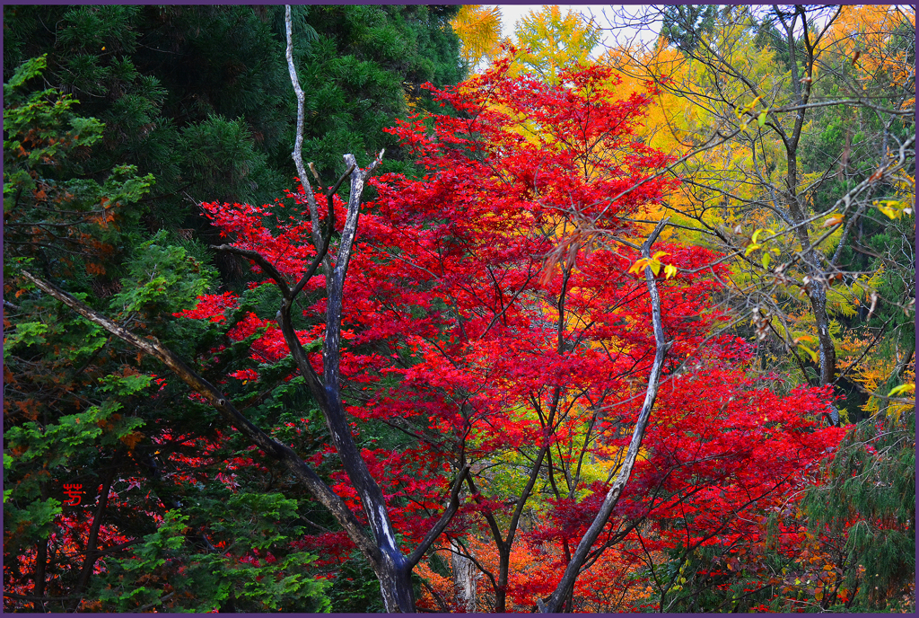 「紅葉と黄葉」