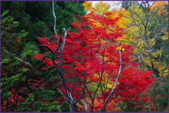 「紅葉と黄葉」