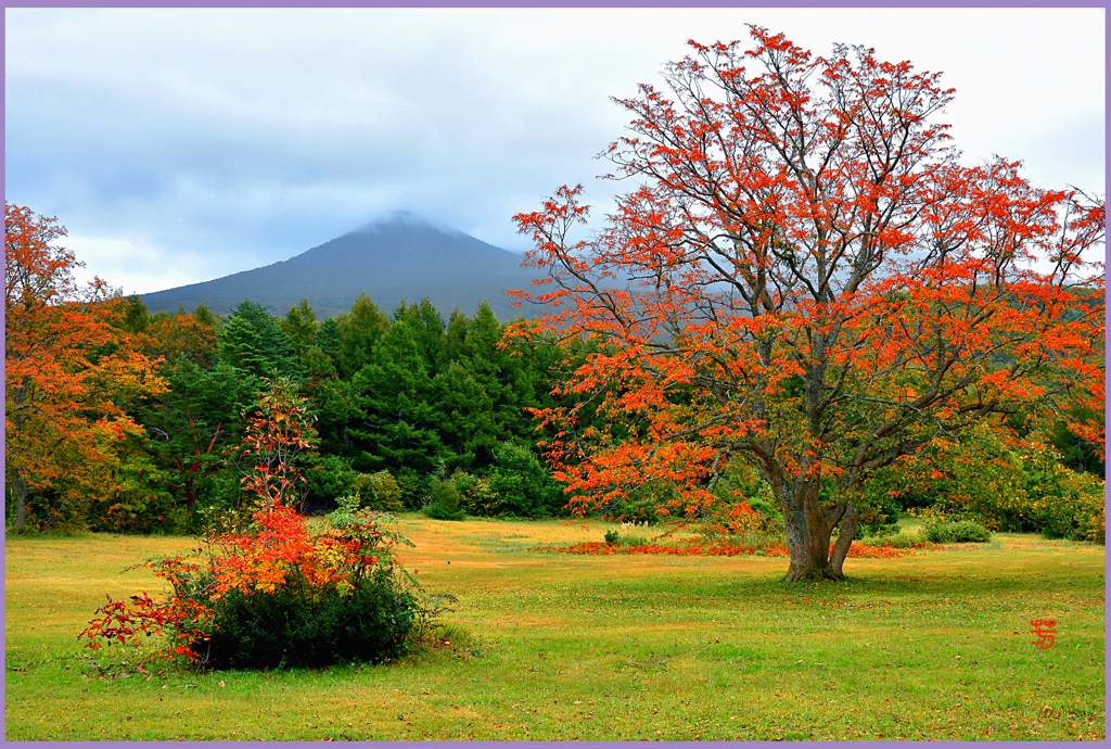 萱の高原「美しき赤樹葉」