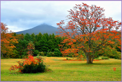 萱の高原「美しき赤樹葉」