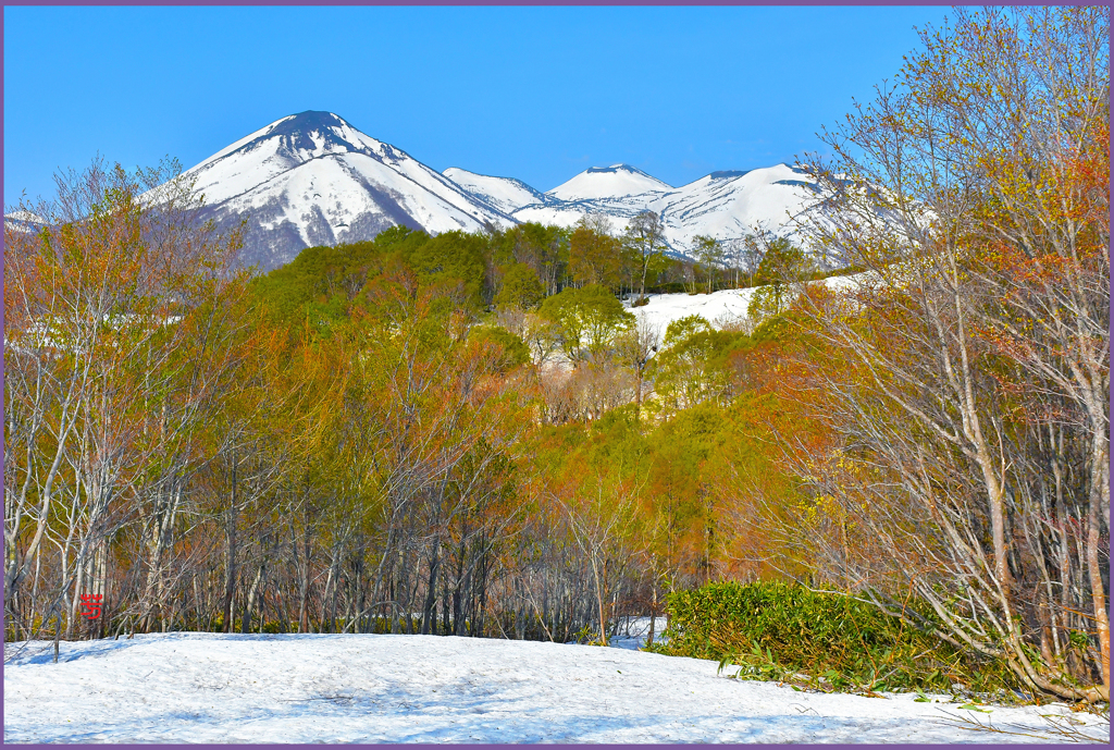 八甲田山「春紅葉　2」