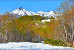 八甲田山「春紅葉　2」