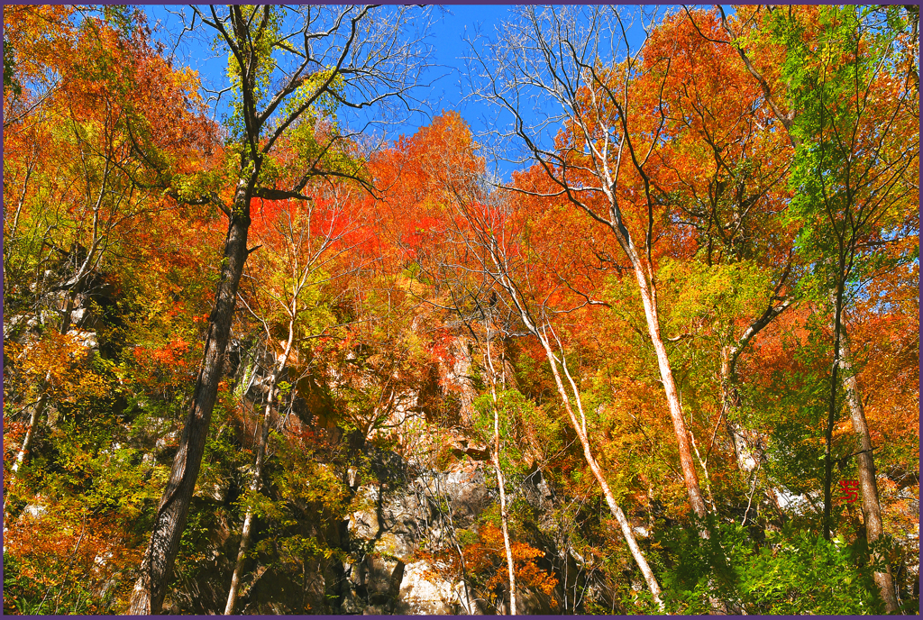 「奥入瀬岩回廊」