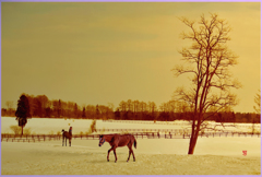 「2019　まきば黄昏Ⅱ」