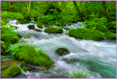 ＠奥入瀬.真夏の清流