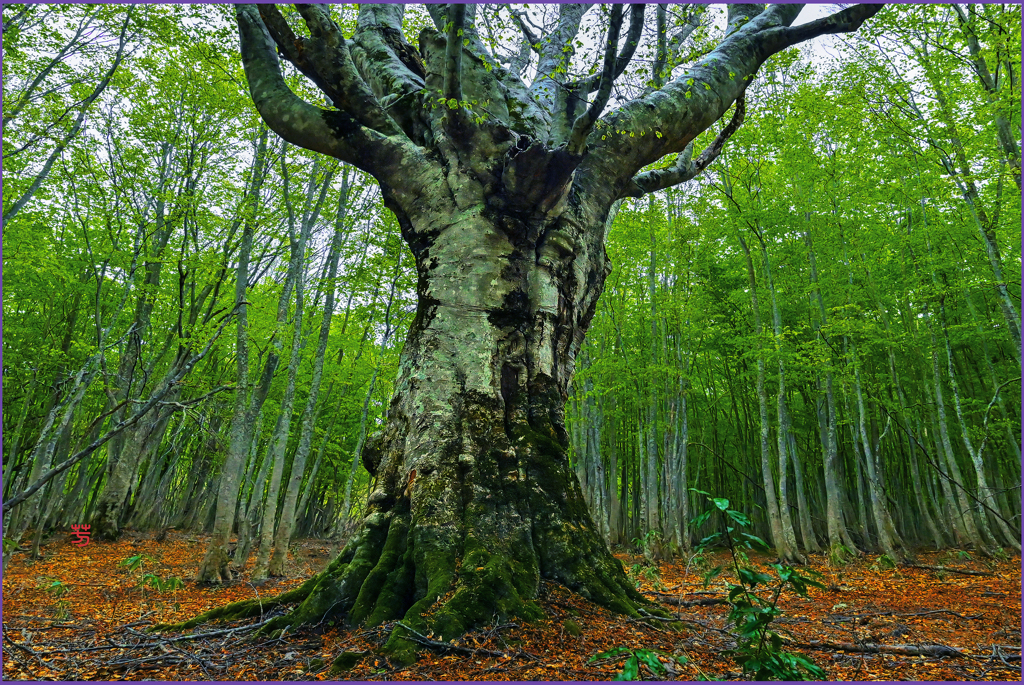 「八甲田.阿修羅像」