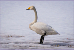 「故郷思へり」