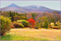 八甲田山　萱野高原「紅一点」