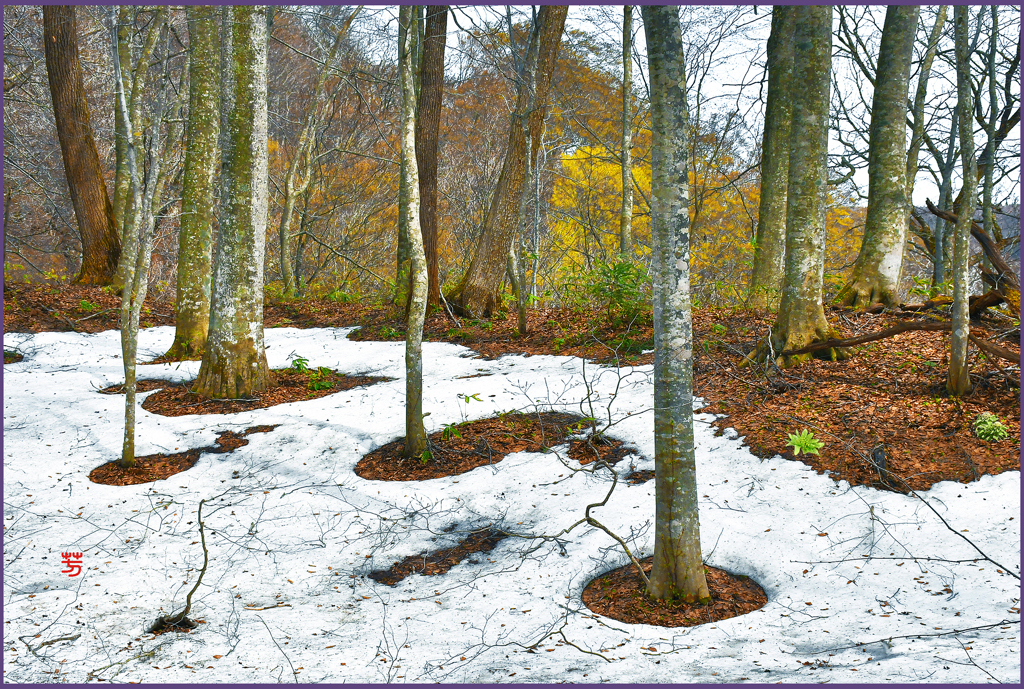 ブナ林残雪