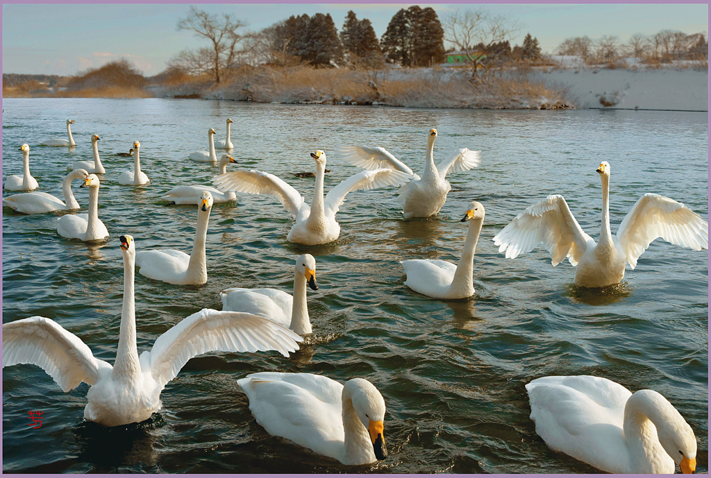 @　　　　白鳥のご挨拶