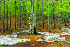 八甲田.ブナ林若葉