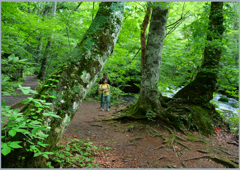 「奥入瀬とブナ樹Ⅲ」