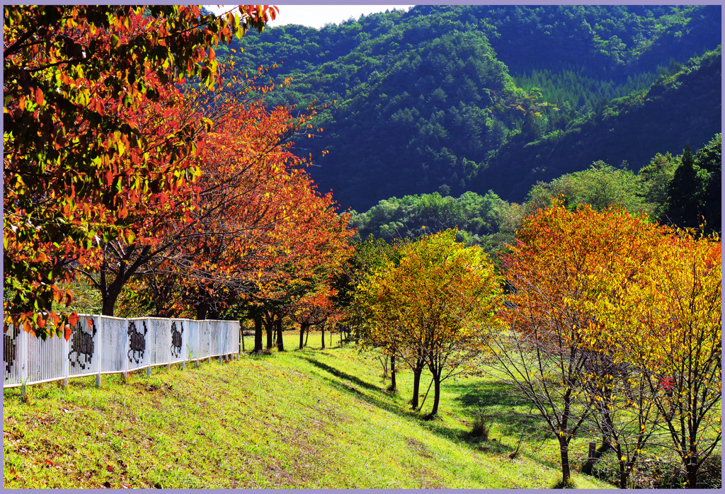 「山桜秋彩2」