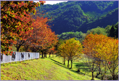 「山桜秋彩2」