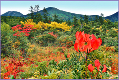 北八甲田連邦「初舞台衣装」