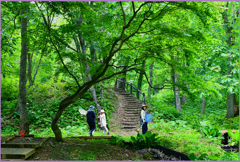 新緑の森　2