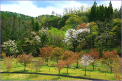 山里の春紅葉　Ⅶ