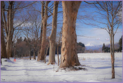 「行く年　来る鳥」