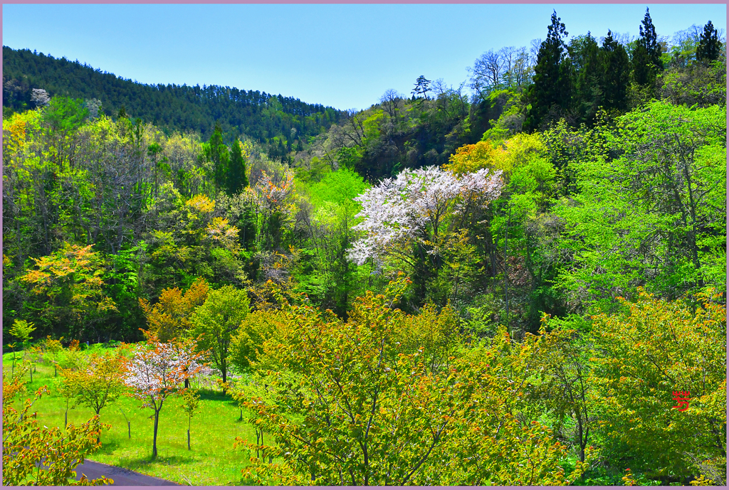 北東北の春紅葉　Ⅱ