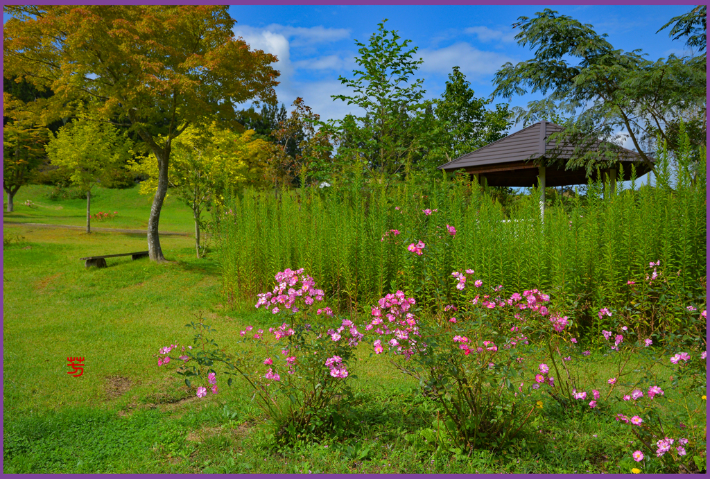 青空の薔薇園Ⅲ