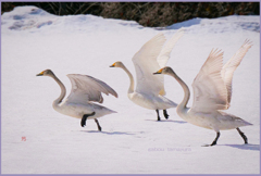 「北帰試飛行」