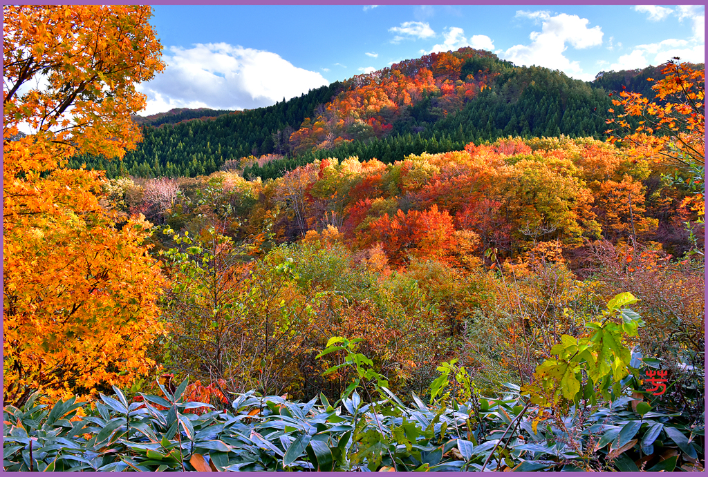 「山里.大紅葉]
