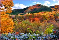 「山里.大紅葉]