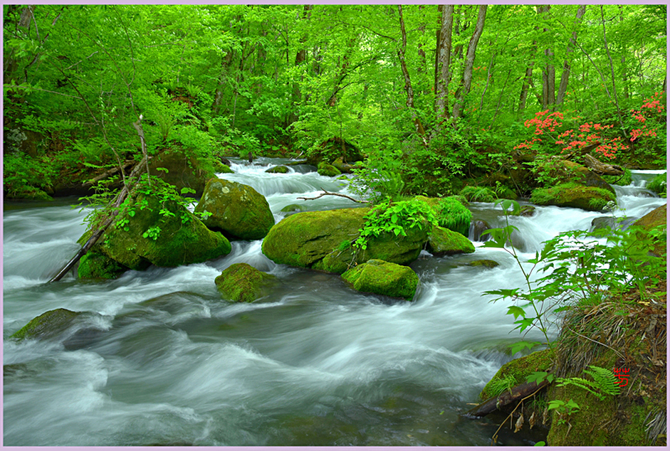 奥入瀬「ツツジ咲く.中阿修羅の流れ」