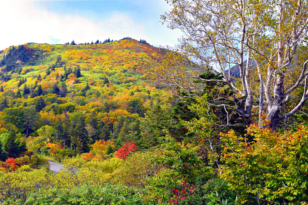 八甲田山「傘松峠付近」