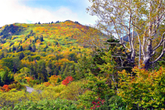八甲田山「傘松峠付近」