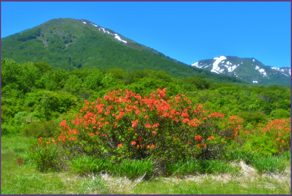 「残雪と山つつじ」