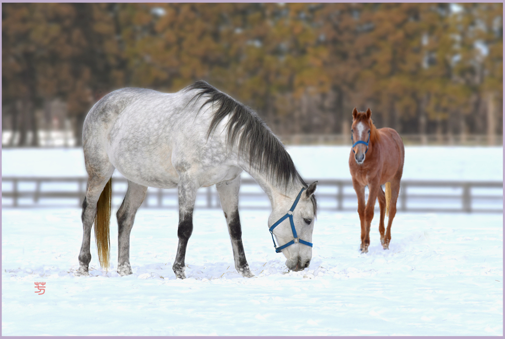２０１９「白馬と栗仔馬」