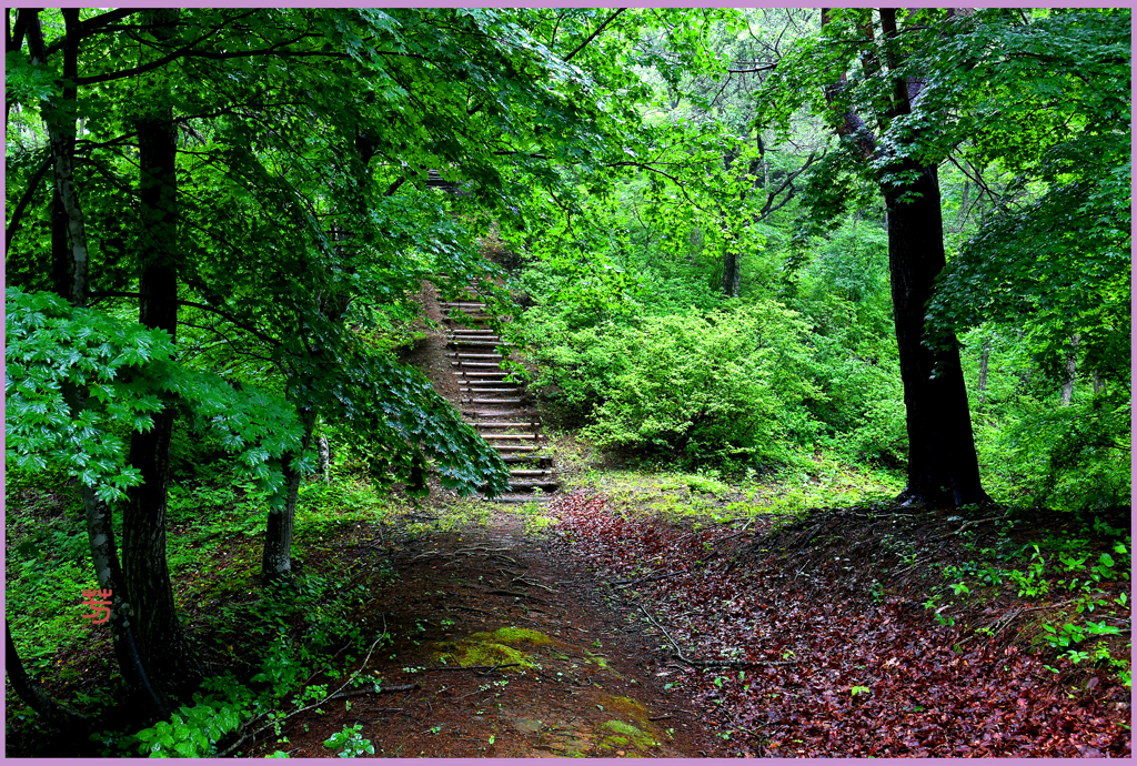 「森の路.静寂　2」