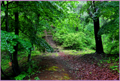 「森の路.静寂　2」